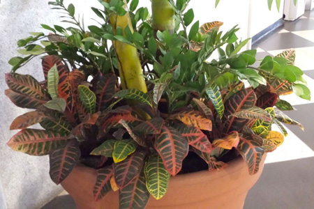 artificial plants manufacturers in india