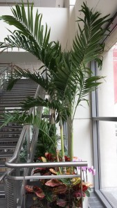 plants in high traffic areas