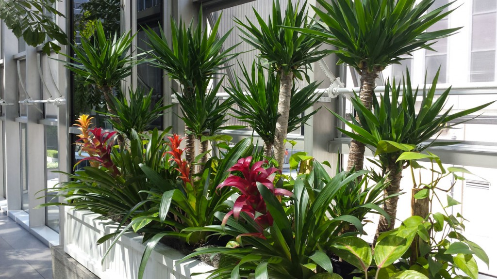 Indoor Plantscape Maintentance