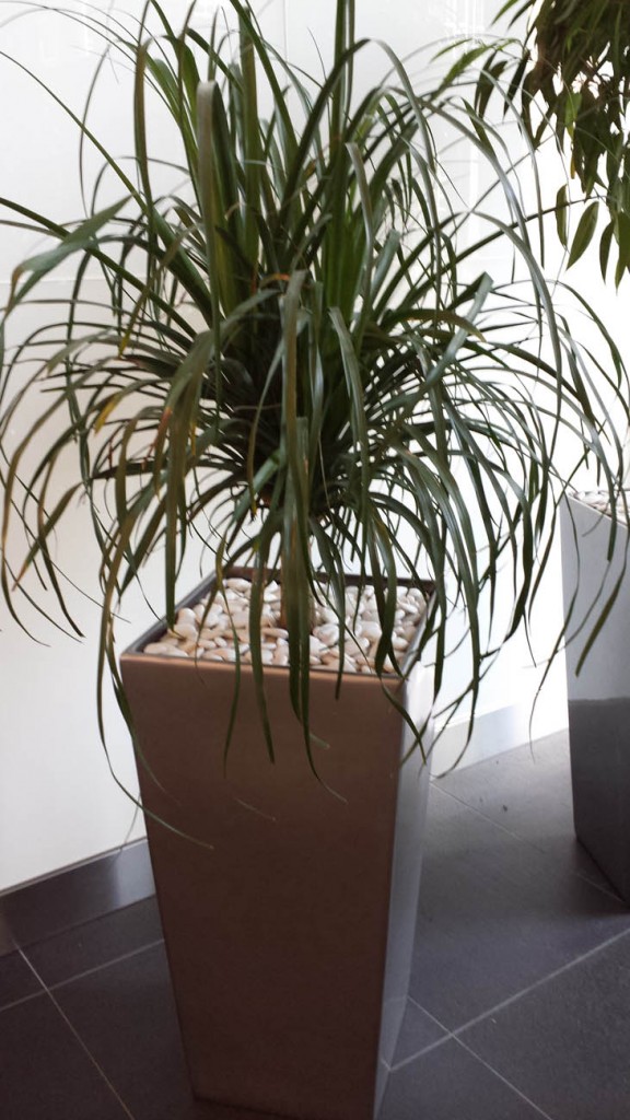 indoor tropical plants