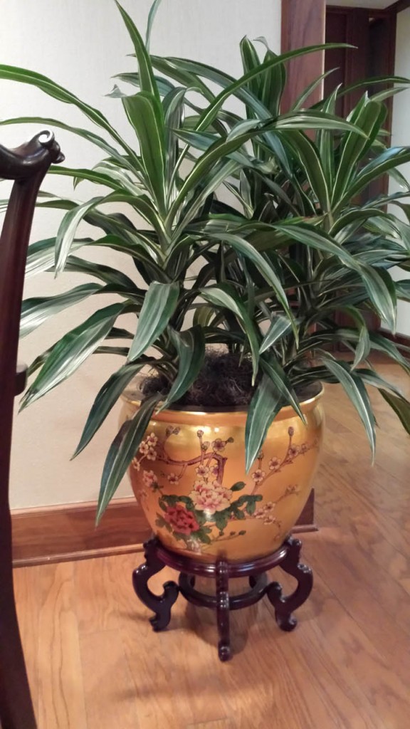 indoor plant in pot