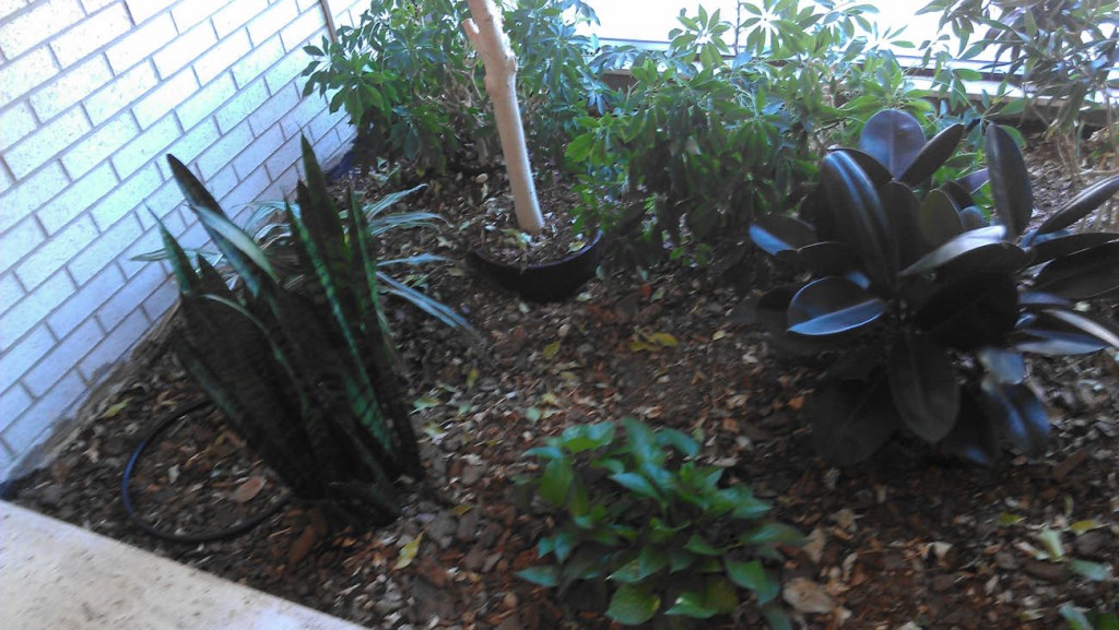 Before flower bed