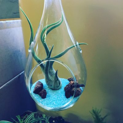 airplant
