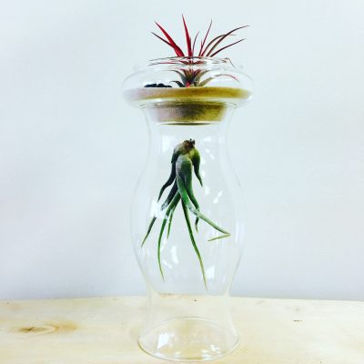 air plant
