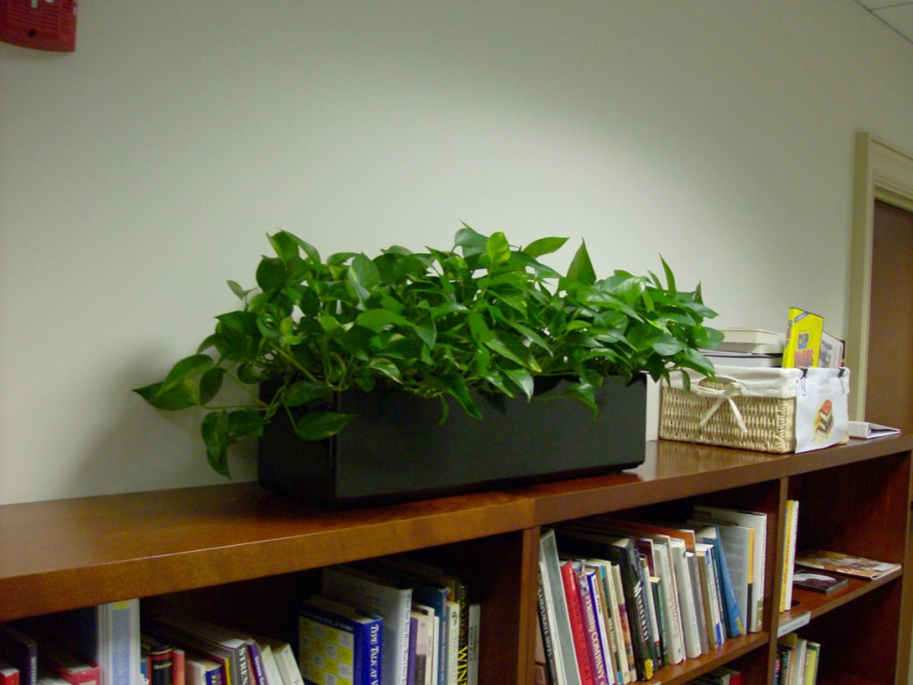 office planter of pothos