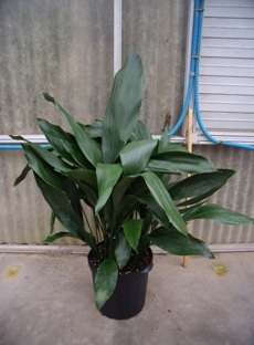 aspidistra