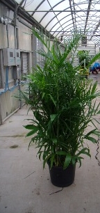 bamboo palm
