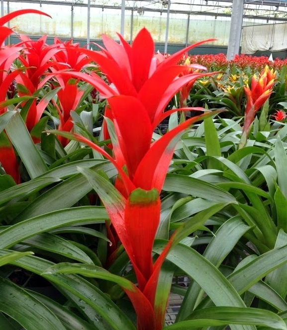 bromeliads red