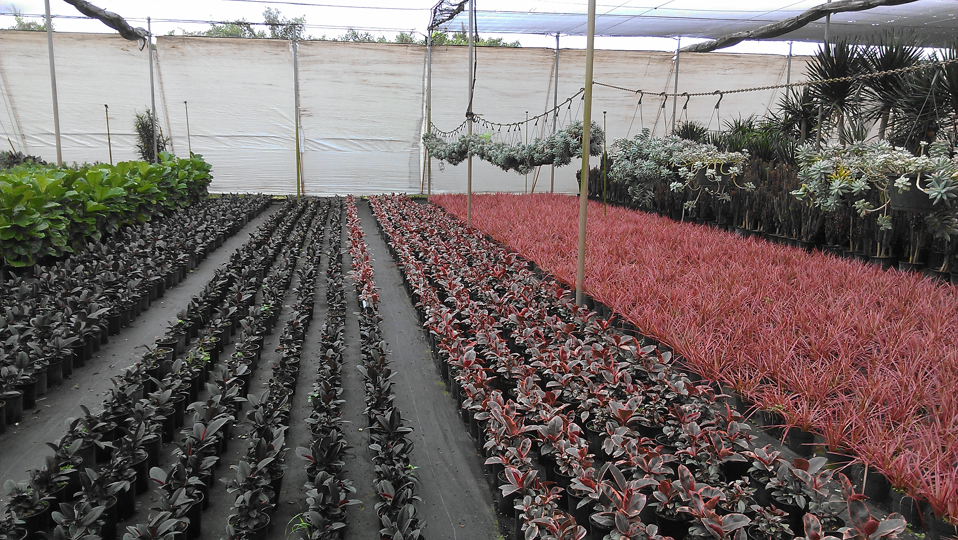 colorful tropical plants