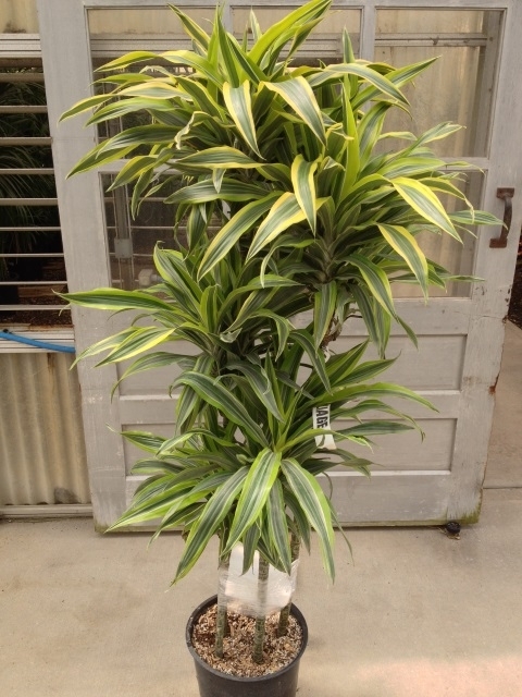 goldstar warneckii cane