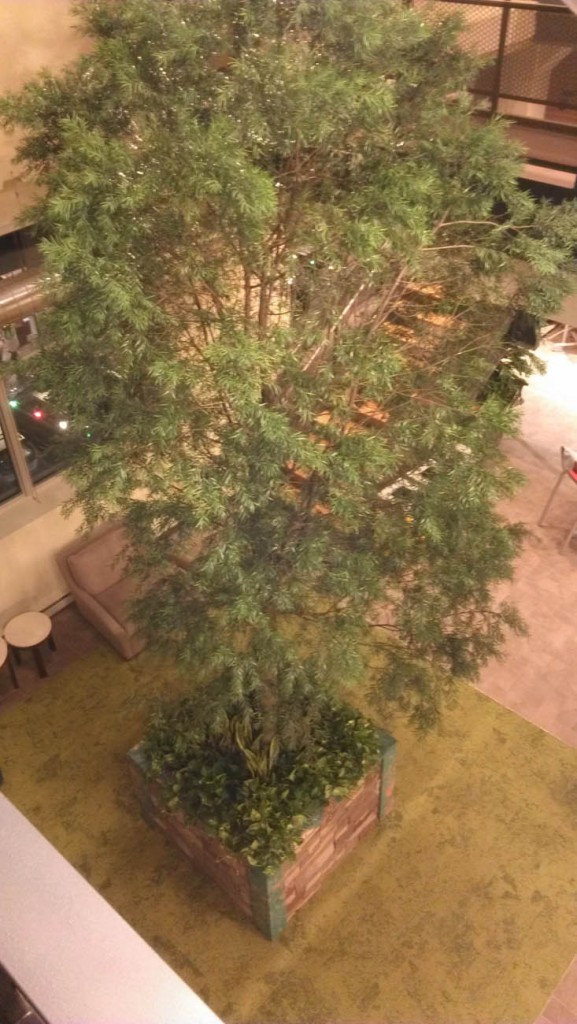 large indoor podocarpus