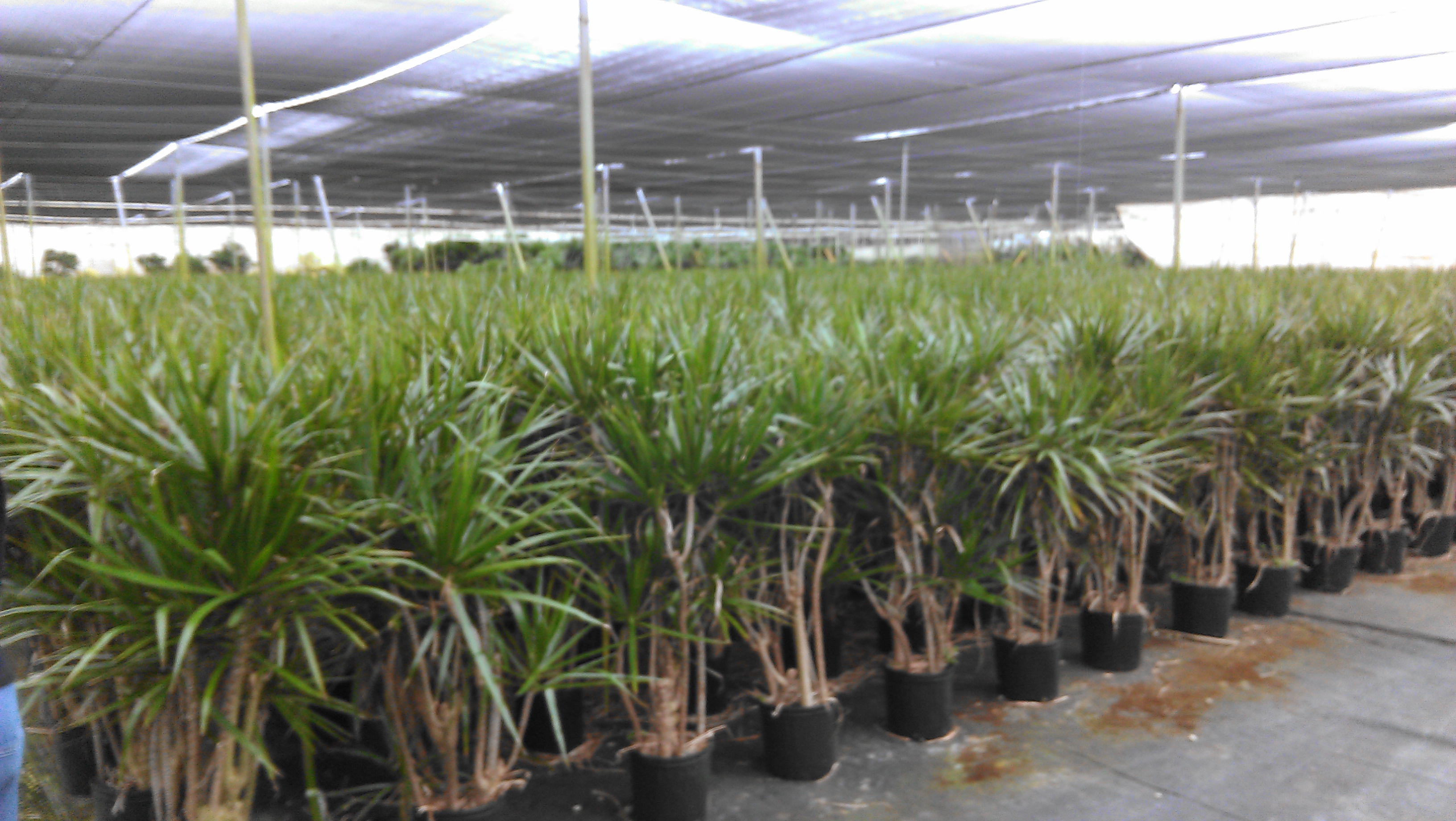 marginata under shade cloth