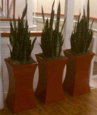 Office Plant Containers