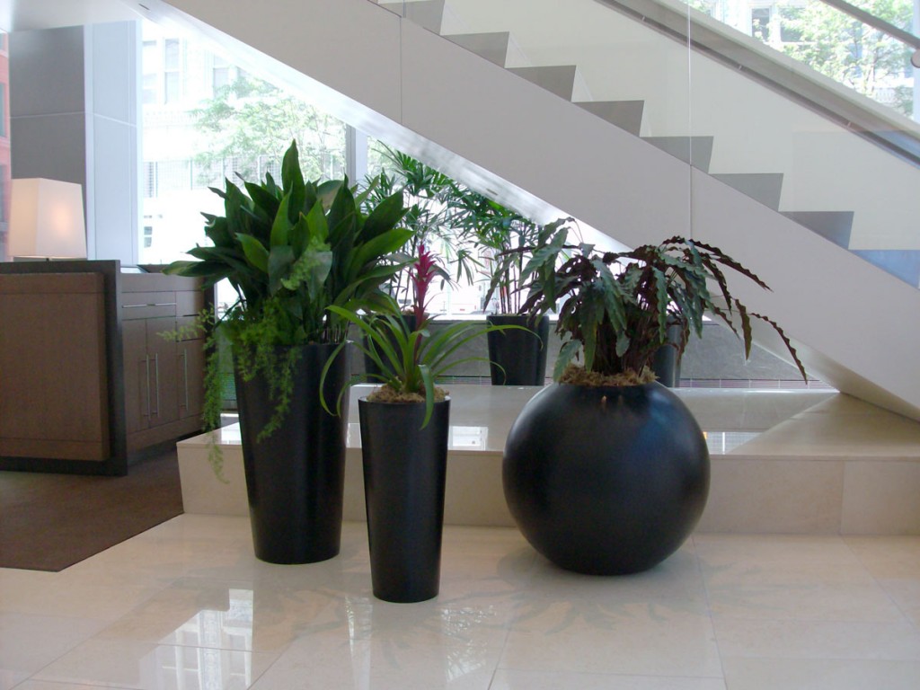 interior plant maintenance
