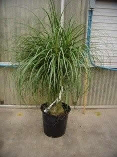 ponytail palm
