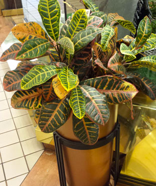 silk-plant-copper-container