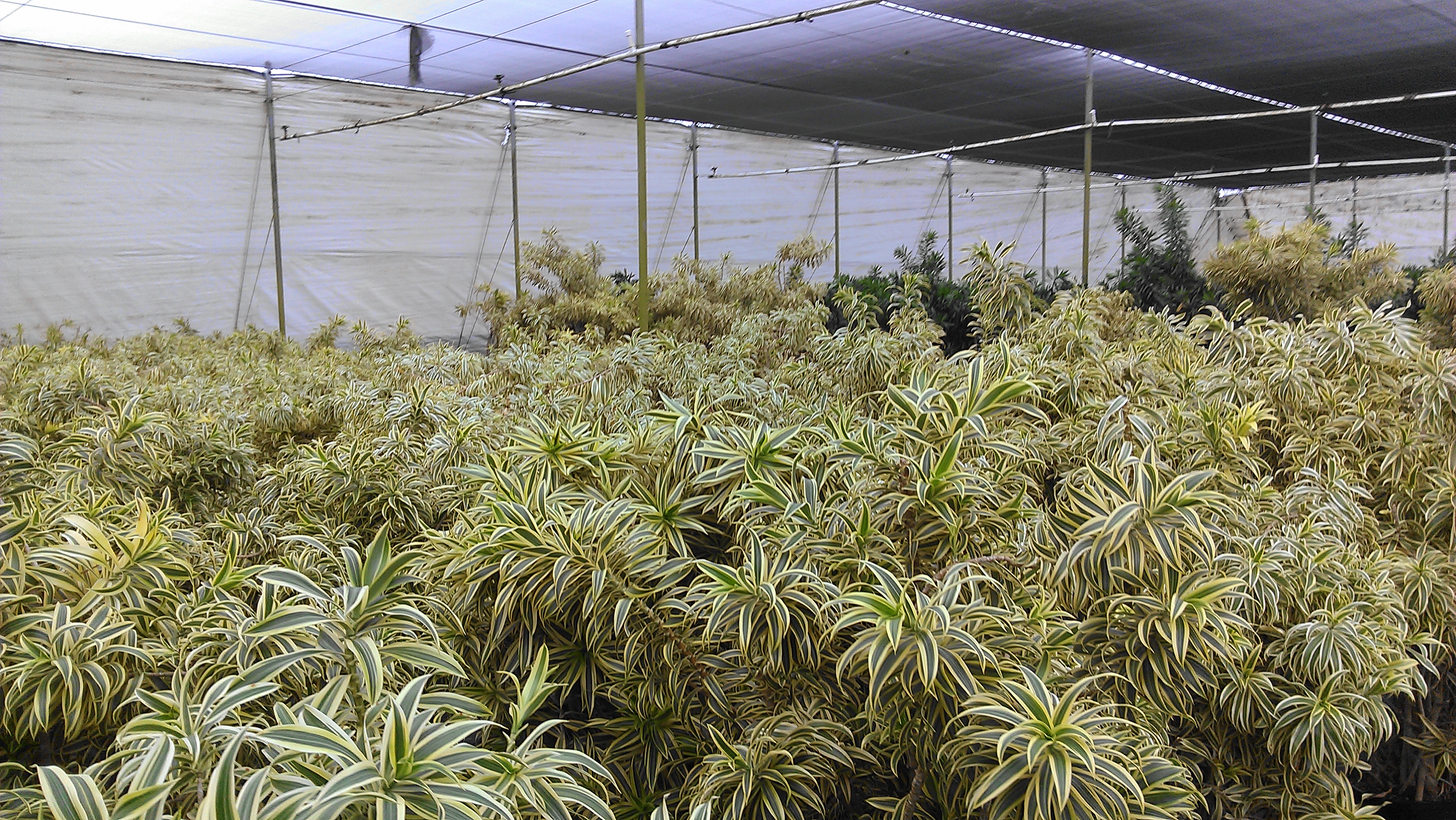 song of india under shade cloth