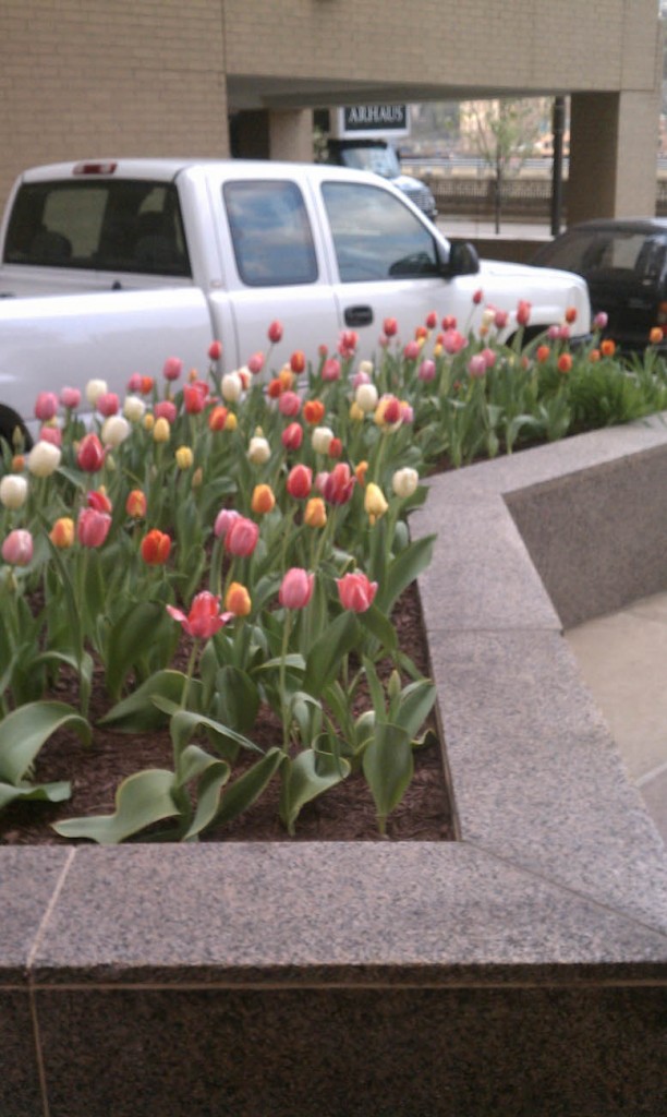 spring tulips bed