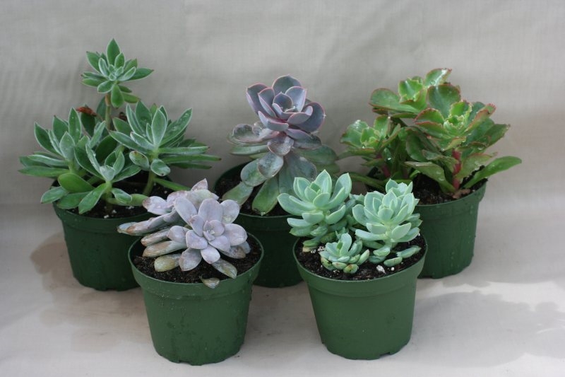 succulents