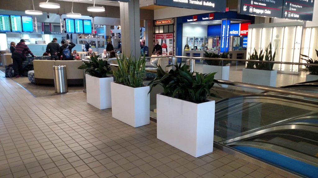 tropical plant with large planters