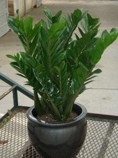 zz plant