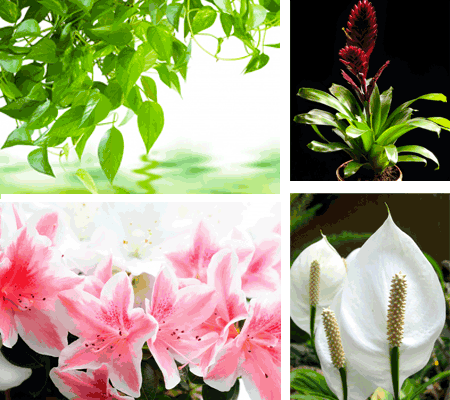 Live Tropical Plants