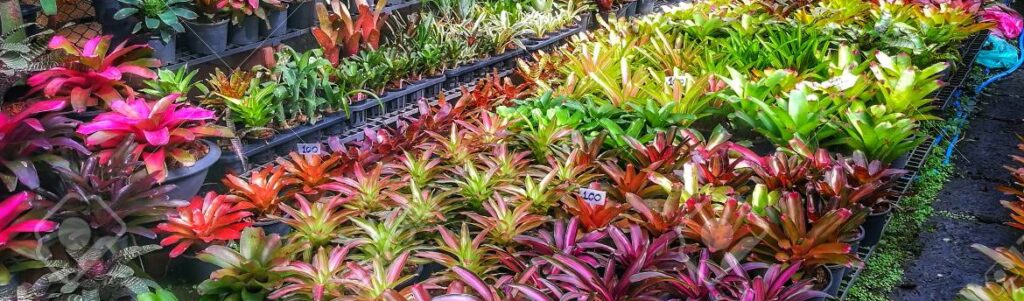 tropical plants wholesale