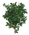 Variegated Holly